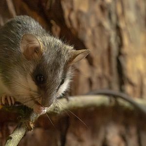 Acacia rat : Chester Zoo : 06 Sep 2025