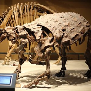 Edmontonia rugosidens, Cast