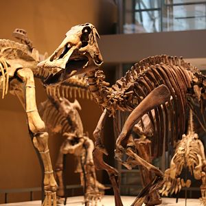 Edmontosaurus annectens, Cast