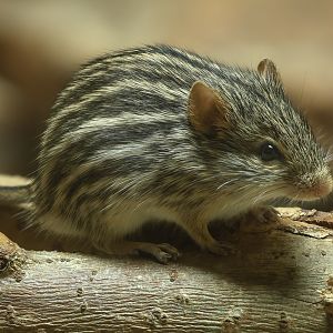 Barbary striped grass mouse : Chester Zoo : 06 Sep 2025