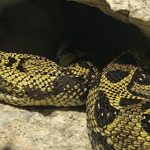 Ethiopian mountain adder : Chester Zoo : 06 Sep 2025