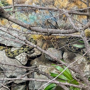 Ethiopian mountain adder (exhibit) : Chester Zoo : 06 Sep 2025