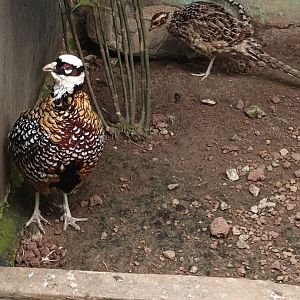Jasmine Park - Reeves' pheasant (Syrmaticus reevesii)