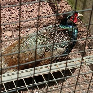 Jasmine Park - Green Pheasant (Phasianus versicolor)