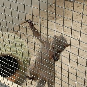 Jasmine Park - Banded Mongoose (Mungos mungo)