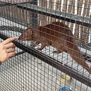 Jasmine Park - Javan Mongoose (Urva javanica)