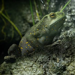Yellow-spotted tree toad : Chester Zoo : 06 Sep 2025