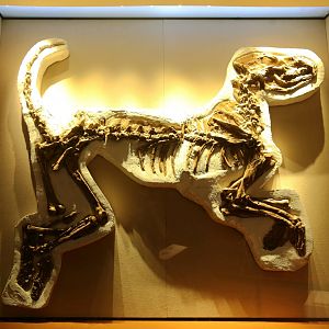 Amphicyon confucianus