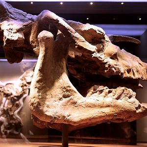 Dzungariotherium orgosense Skull