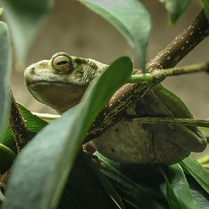 Yellow-spotted tree toad : Chester Zoo : 06 Sep 2025