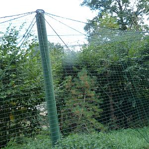 South European ural owl exhibit -Zoo Plzeň (2025)