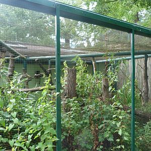 Red-mantled saddle-back tamarin exhibit -Zoo Plzeň (2025)