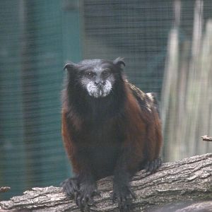 Red-mantled saddle-back tamarin -Zoo Plzeň (2025)
