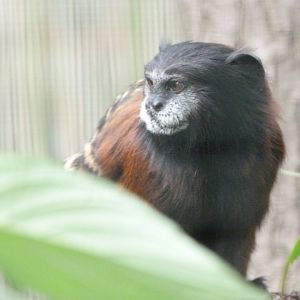 Red-mantled saddle-back tamarin -Zoo Plzeň (2025)