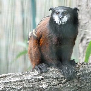 Red-mantled saddle-back tamarin -Zoo Plzeň (2025)