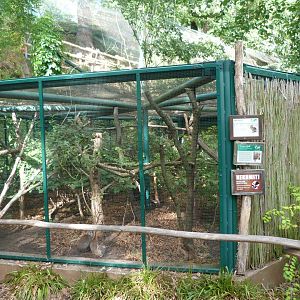Southern pygmy marmoset and Chacoan mara exhibit -Zoo Plzeň (2025)