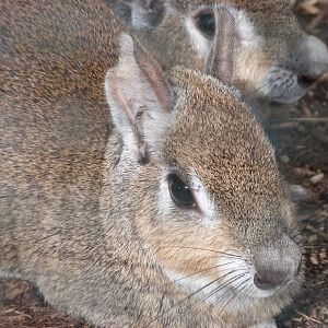 Chacoan mara -Zoo Plzeň (2025)