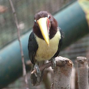 Green aracari -Zoo Plzeň (2025)