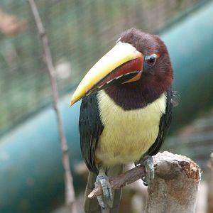 Green aracari -Zoo Plzeň (2025)