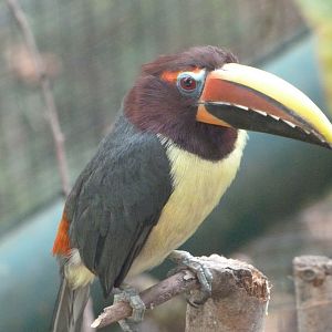 Green aracari -Zoo Plzeň (2025)