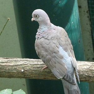 Bare-eyed pigeon -Zoo Plzeň (2025)