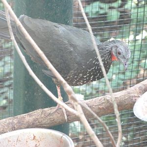 Northern marail guan -Zoo Plzeň (2025)