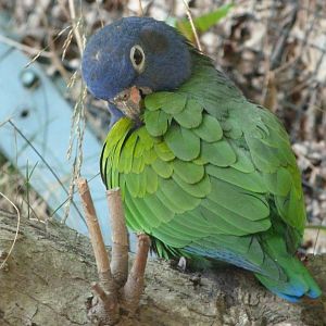 Blue-headed parrot -Zoo Plzeň (2025)