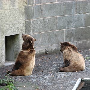 Bern Bear Pits 2006 - Brown Bears begging for food