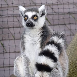 Ring-tailed Lemur