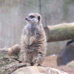Meerkat