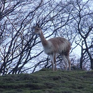 Vicuna