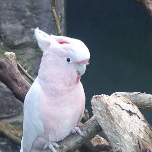 Cockatoo