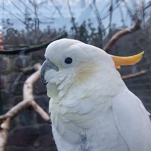 Cockatoo