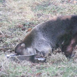 White-Nosed Coati