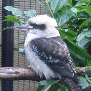 Belfast Zoo 20 2 10 081