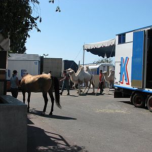Circus Knie in Neuchatel 2008 - Bactrian Camels lead out of the tent after