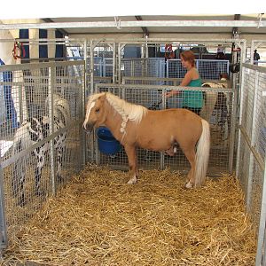 Circus Knie in Neuchatel 2008 - Pony tent