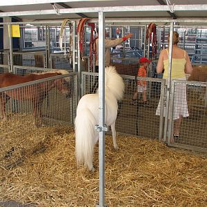 Circus Knie in Neuchatel 2008 - Pony tent