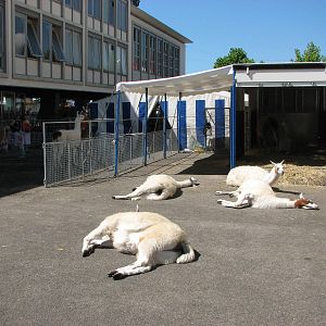 Circus Knie in Neuchatel 2008 - Llamas sleeping on concrete in the hot Swis