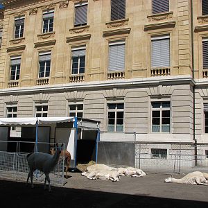 Circus Knie in Neuchatel 2008 - Llamas sleeping on concrete in the hot Swis