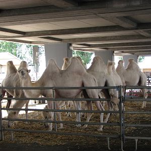 Circus Knie in Neuchatel 2008 - Group of white Bactrian Camels