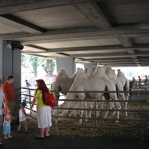 Circus Knie in Neuchatel 2008 - Group of white Bactrian Camels