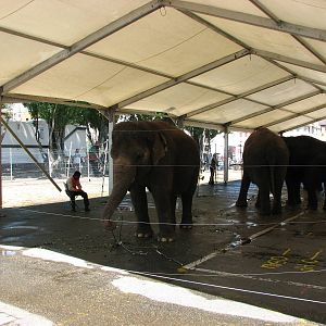 Circus Knie in Neuchatel 2008 - Elephant Tent