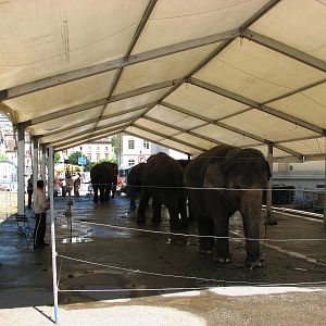 Circus Knie in Neuchatel 2008 - Elephant Tent