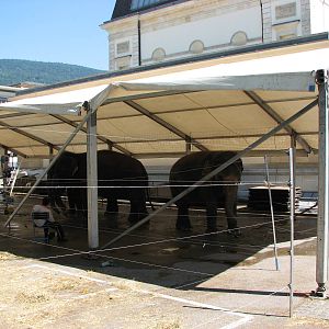 Circus Knie in Neuchatel 2008 - Elephant Tent
