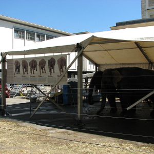Circus Knie in Neuchatel 2008 - Elephant Tent