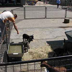 Circus Knie in Neuchatel 2008 - Goat kids in the petting zoo