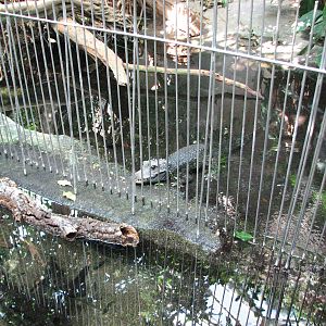 Tierpark Dählhölzli 2006 - Dwarf Crocodile in the Vivarium