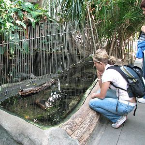 Tierpark Dählhölzli 2006 - Dwarf Crocodile exhibit and a lovely chance to l