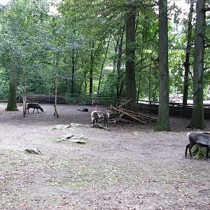 Tierpark Dählhölzli 2006 - Reindeer paddock